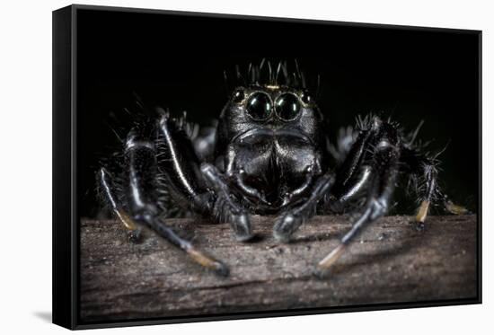 Black Jumping Spider (Salticidae)-Alex Hyde-Framed Stretched Canvas