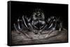 Black Jumping Spider (Salticidae)-Alex Hyde-Framed Stretched Canvas