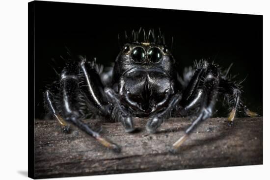 Black Jumping Spider (Salticidae)-Alex Hyde-Stretched Canvas
