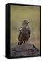 Black Kite (Milvus Migrans), Ngorongoro Crater, Tanzania, East Africa, Africa-James Hager-Framed Stretched Canvas