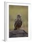 Black Kite (Milvus Migrans), Ngorongoro Crater, Tanzania, East Africa, Africa-James Hager-Framed Photographic Print