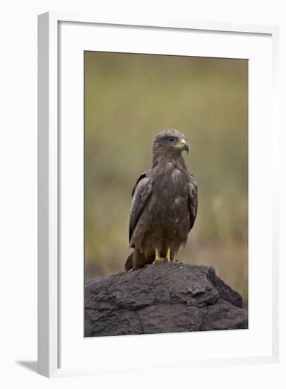 Black Kite (Milvus Migrans), Ngorongoro Crater, Tanzania, East Africa, Africa-James Hager-Framed Photographic Print