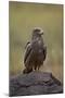 Black Kite (Milvus Migrans), Ngorongoro Crater, Tanzania, East Africa, Africa-James Hager-Mounted Photographic Print