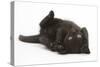 Black Kitten, 7 Weeks, Rolling on its Back-Mark Taylor-Stretched Canvas