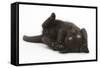 Black Kitten, 7 Weeks, Rolling on its Back-Mark Taylor-Framed Stretched Canvas