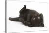 Black Kitten, 7 Weeks, Rolling on its Back-Mark Taylor-Stretched Canvas