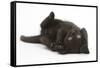 Black Kitten, 7 Weeks, Rolling on its Back-Mark Taylor-Framed Stretched Canvas