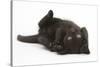 Black Kitten, 7 Weeks, Rolling on its Back-Mark Taylor-Stretched Canvas