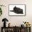 Black Kitten, 7 Weeks, Rolling on its Back-Mark Taylor-Framed Stretched Canvas displayed on a wall