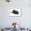 Black Kitten, 7 Weeks, Rolling on its Back-Mark Taylor-Framed Photographic Print displayed on a wall