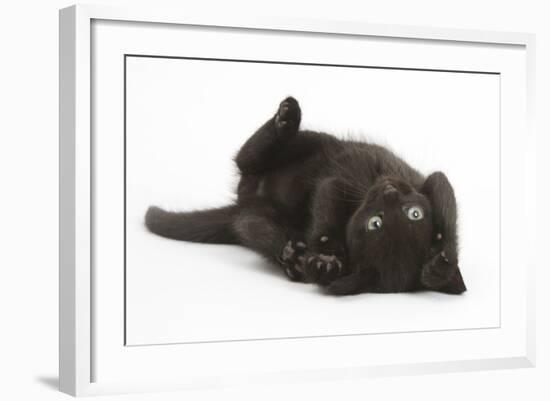 Black Kitten, 7 Weeks, Rolling on its Back-Mark Taylor-Framed Photographic Print