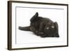 Black Kitten, 7 Weeks, Rolling on its Back-Mark Taylor-Framed Photographic Print