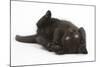 Black Kitten, 7 Weeks, Rolling on its Back-Mark Taylor-Mounted Photographic Print