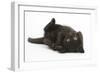 Black Kitten, 7 Weeks, Rolling on its Back-Mark Taylor-Framed Photographic Print