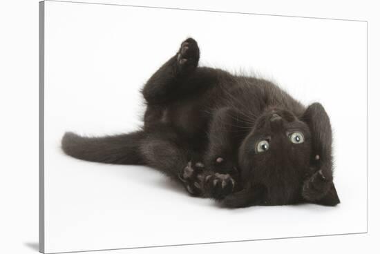 Black Kitten, 7 Weeks, Rolling on its Back-Mark Taylor-Stretched Canvas