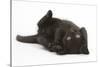 Black Kitten, 7 Weeks, Rolling on its Back-Mark Taylor-Stretched Canvas