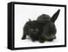 Black Kitten and Black Rabbit-Mark Taylor-Framed Stretched Canvas