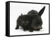 Black Kitten and Black Rabbit-Mark Taylor-Framed Stretched Canvas