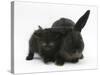 Black Kitten and Black Rabbit-Mark Taylor-Stretched Canvas