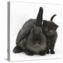 Black Kitten and Black Rabbit-Mark Taylor-Stretched Canvas