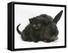 Black Kitten and Black Rabbit-Mark Taylor-Framed Stretched Canvas