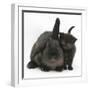 Black Kitten and Black Rabbit-Mark Taylor-Framed Photographic Print
