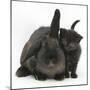 Black Kitten and Black Rabbit-Mark Taylor-Mounted Photographic Print