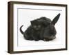 Black Kitten and Black Rabbit-Mark Taylor-Framed Photographic Print