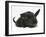 Black Kitten and Black Rabbit-Mark Taylor-Framed Photographic Print