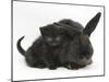 Black Kitten and Black Rabbit-Mark Taylor-Mounted Photographic Print