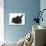 Black Kitten and Black Rabbit-Mark Taylor-Photographic Print displayed on a wall