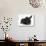 Black Kitten and Black Rabbit-Mark Taylor-Photographic Print displayed on a wall