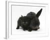 Black Kitten and Black Rabbit-Mark Taylor-Framed Photographic Print