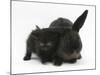 Black Kitten and Black Rabbit-Mark Taylor-Mounted Photographic Print