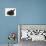 Black Kitten and Black Rabbit-Mark Taylor-Photographic Print displayed on a wall