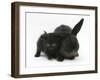 Black Kitten and Black Rabbit-Mark Taylor-Framed Photographic Print