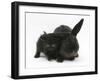 Black Kitten and Black Rabbit-Mark Taylor-Framed Photographic Print