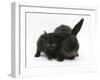 Black Kitten and Black Rabbit-Mark Taylor-Framed Photographic Print