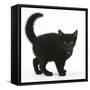 Black Kitten Buxie, 10 Weeks Old, in Defensive Witch's Cat Display-Mark Taylor-Framed Stretched Canvas