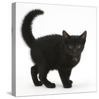 Black Kitten Buxie, 10 Weeks Old, in Defensive Witch's Cat Display-Mark Taylor-Stretched Canvas
