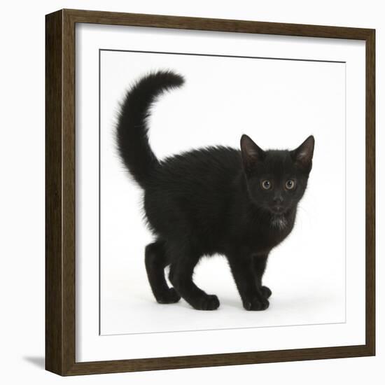 Black Kitten Buxie, 10 Weeks Old, in Defensive Witch's Cat Display-Mark Taylor-Framed Photographic Print