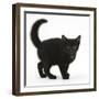 Black Kitten Buxie, 10 Weeks Old, in Defensive Witch's Cat Display-Mark Taylor-Framed Photographic Print