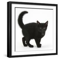 Black Kitten Buxie, 10 Weeks Old, in Defensive Witch's Cat Display-Mark Taylor-Framed Photographic Print