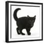 Black Kitten Buxie, 10 Weeks Old, in Defensive Witch's Cat Display-Mark Taylor-Framed Photographic Print