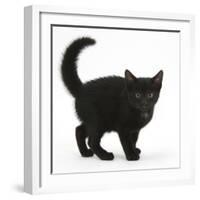 Black Kitten Buxie, 10 Weeks Old, in Defensive Witch's Cat Display-Mark Taylor-Framed Photographic Print