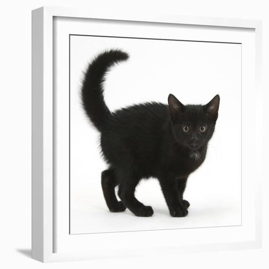 Black Kitten Buxie, 10 Weeks Old, in Defensive Witch's Cat Display-Mark Taylor-Framed Photographic Print