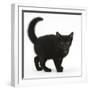 Black Kitten Buxie, 10 Weeks Old, in Defensive Witch's Cat Display-Mark Taylor-Framed Photographic Print