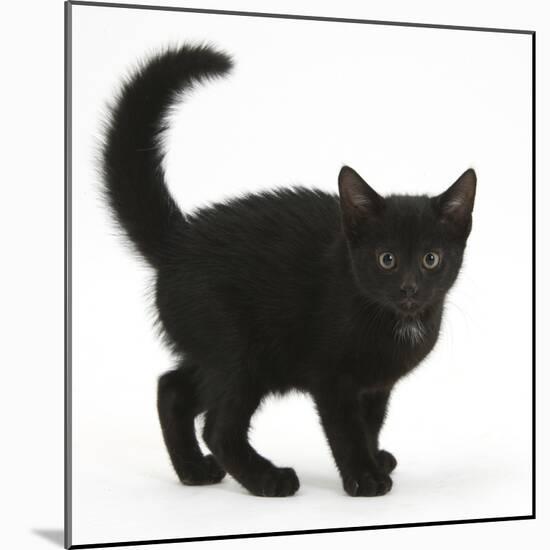 Black Kitten Buxie, 10 Weeks Old, in Defensive Witch's Cat Display-Mark Taylor-Mounted Photographic Print