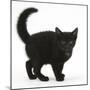 Black Kitten Buxie, 10 Weeks Old, in Defensive Witch's Cat Display-Mark Taylor-Mounted Photographic Print