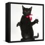 Black Kitten, Buxie, 3 Months Old, Wearing a Pink Bow-Mark Taylor-Framed Stretched Canvas